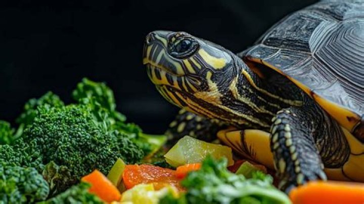 Commercial Turtle Food: A Comprehensive Guide for Optimal Turtle Health